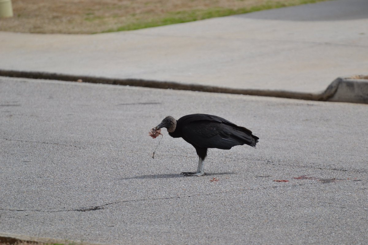 bigmacthefatcat's tweet photo. dark #birds 
#nature and shit https://t.co/FouyB5rwxW