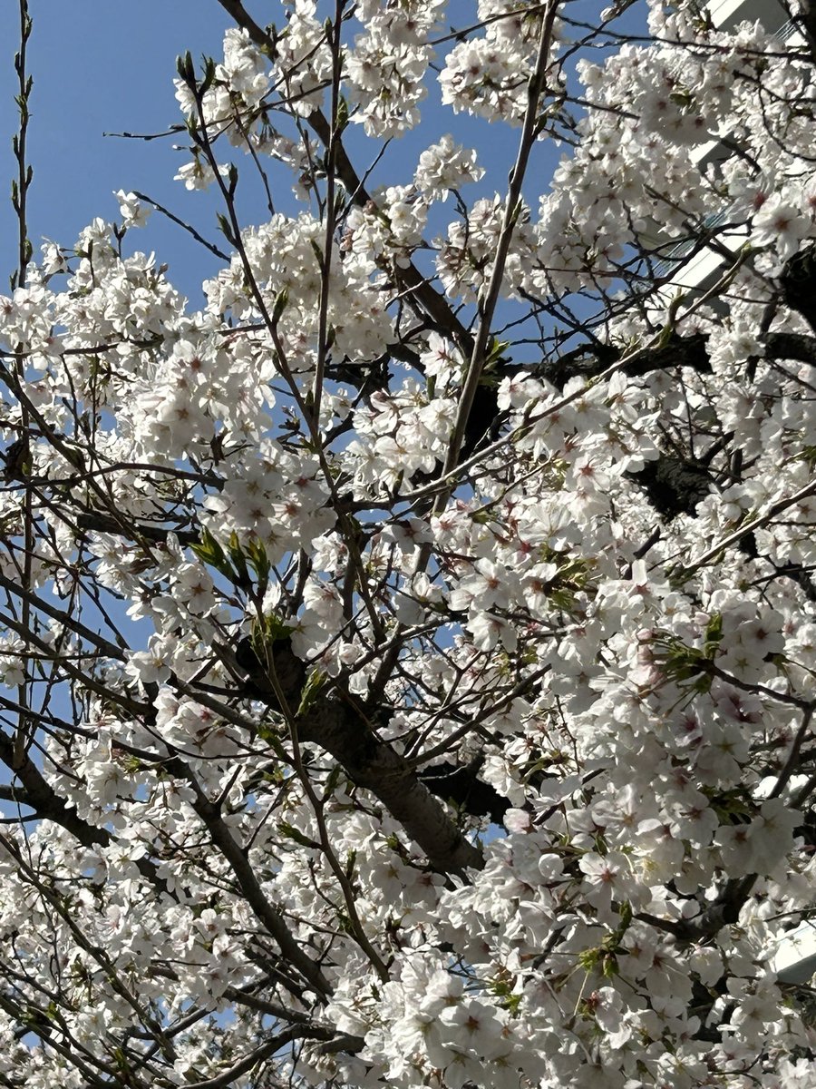 wakoppepan's tweet photo. 桜が満開で綺麗ですね😊
お客様が欲張りセットを持って川沿いに行って食べてくるね〜と嬉しいお言葉😆💕
いいですよね❤️
綺麗な桜を見ながら‼️
カラダに良い物を食べる😆
こんなに素敵な事ないです♪
カラダが喜びます❤️
#桜
#天満橋
#天満
#バーガー
#お弁当
#ランチ
#みほちゃんの和コッペ https://t.co/50dLBIR1Dr