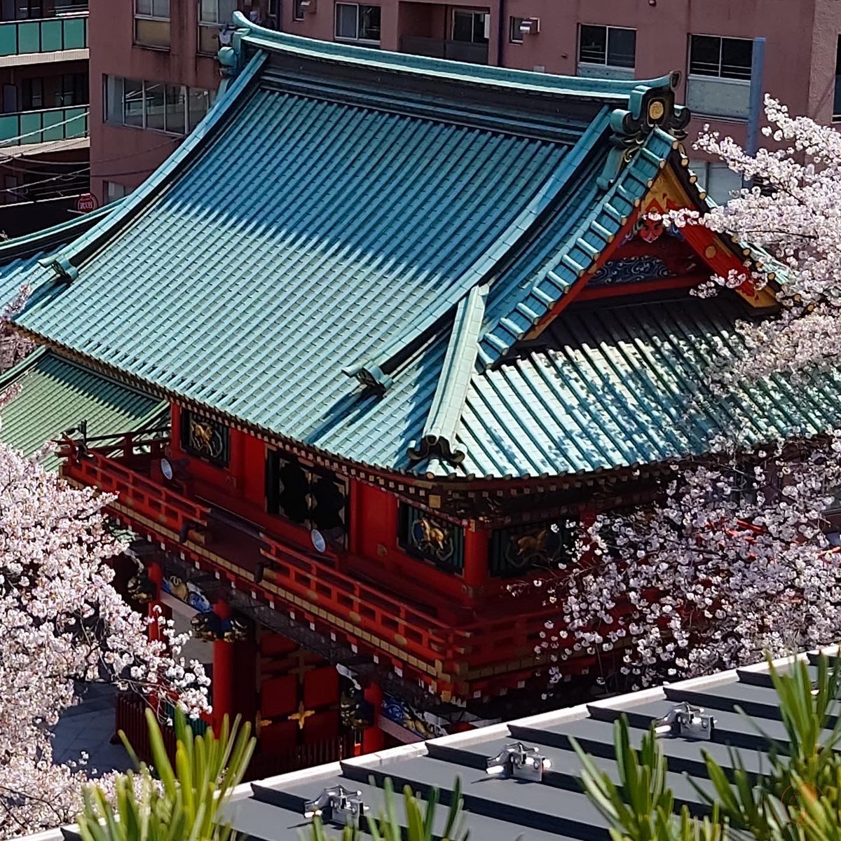 #tokyo #TYO #kanda #jinja #myojin #sakura #hanami #cherryblossoms 

#東京 #神田明神 #花見 #花見スポット #さくら 
#開運 #招福

#Sony #Xperia #SonyXperia #Xperia1IV #ZEISS #ZEISSCameraLenses #SmartphonePhotography #SonyCamera #TakenWithXperia #xperiaphotography