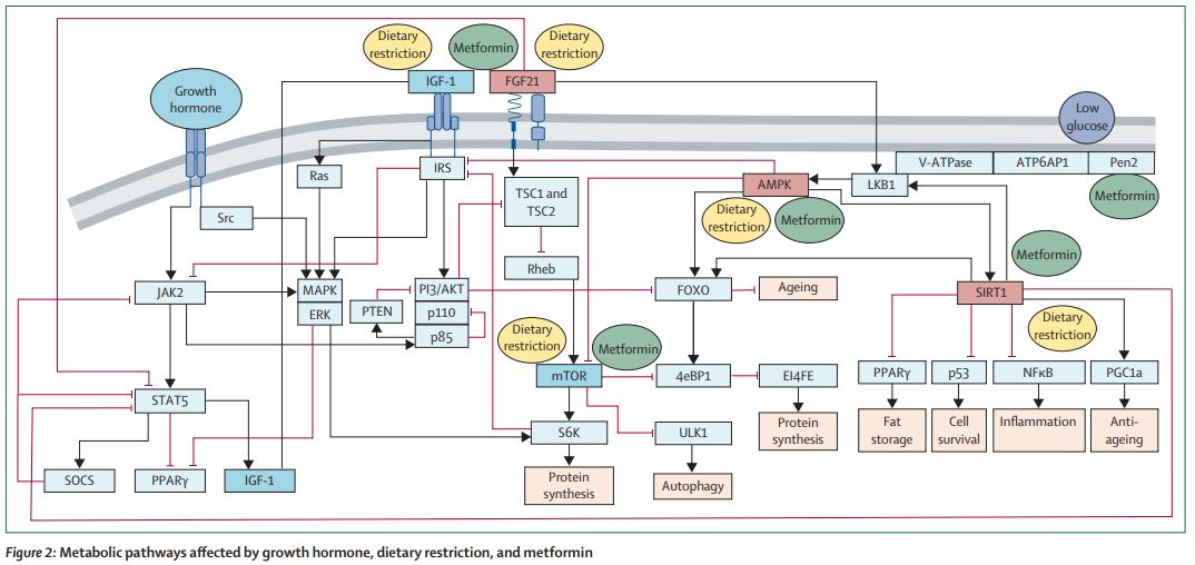 The Lancet Diabetes & Endocrinology on Twitter "Mechanisms of ageing growth hormone, dietary
