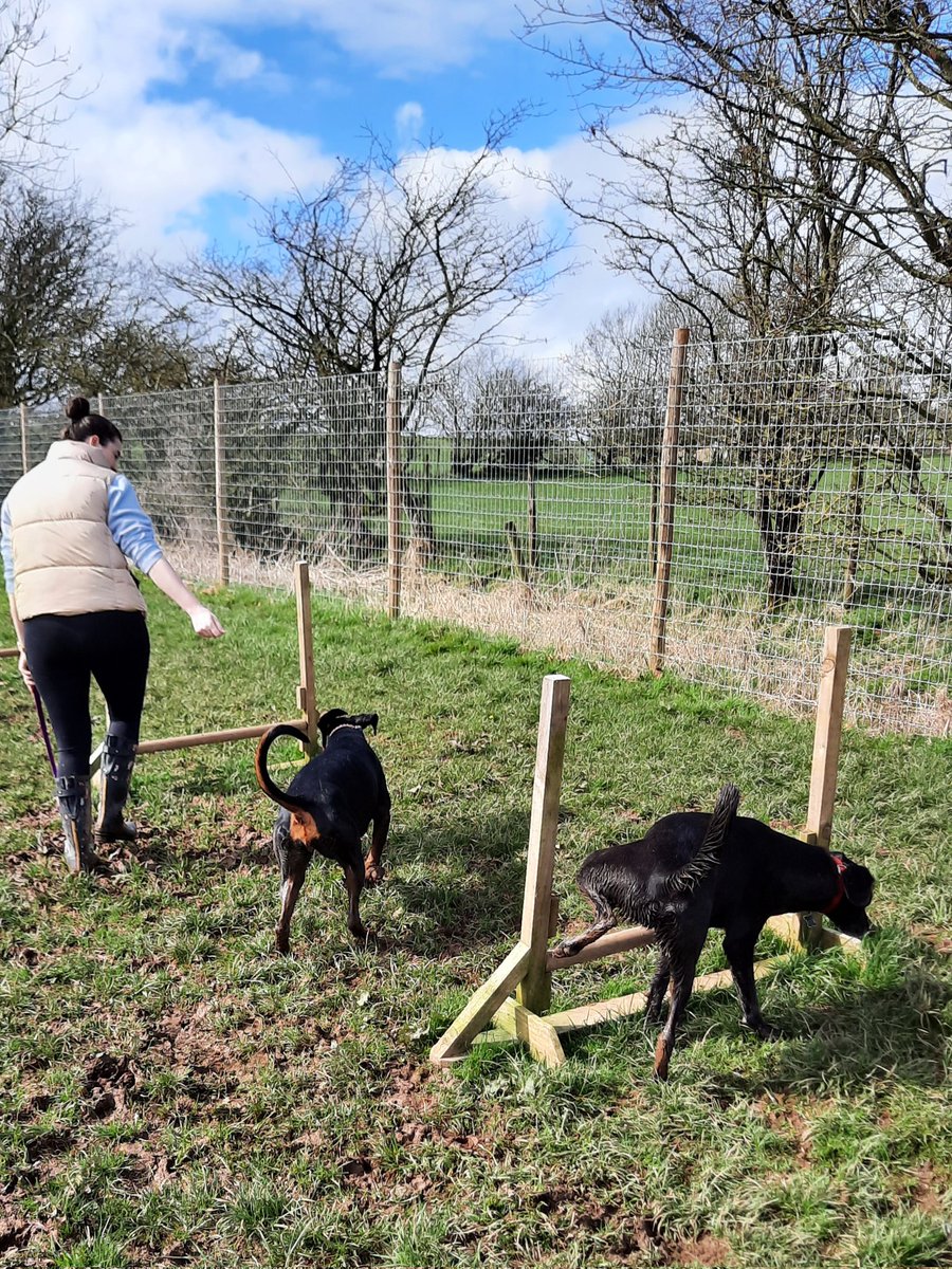 NotBadForHerAge's tweet image. Fred thought dog agility meant peeing as acrobatically as possible  🤣☺️ #Fred #TheresAlwaysOne #dogsoftwitter