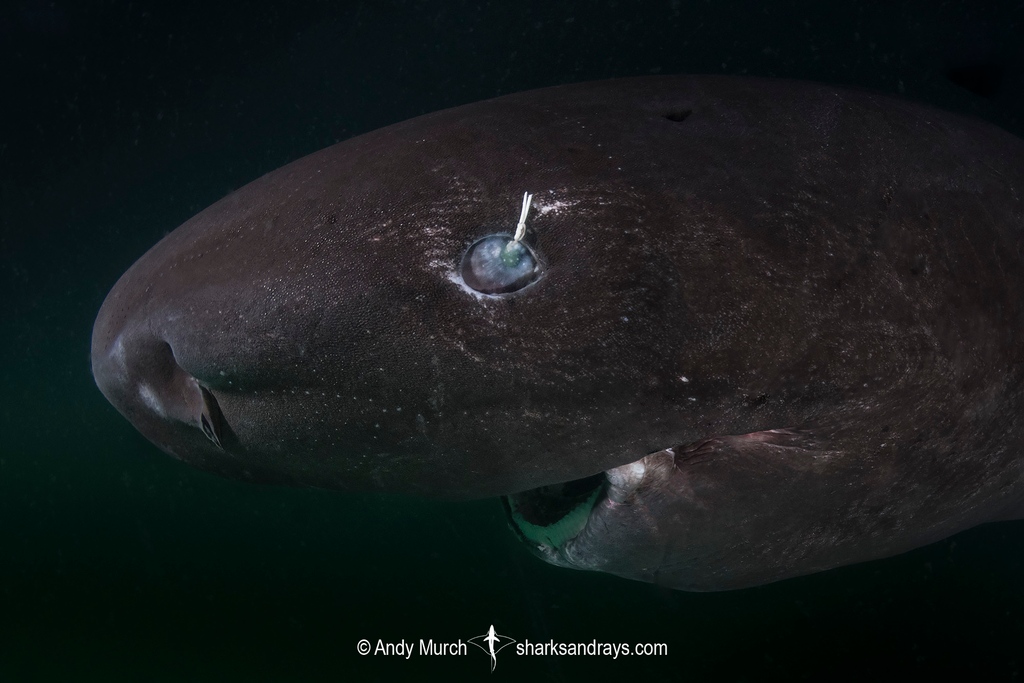 shark-education-on-twitter-march-elasmobranch-of-the-month-pacific