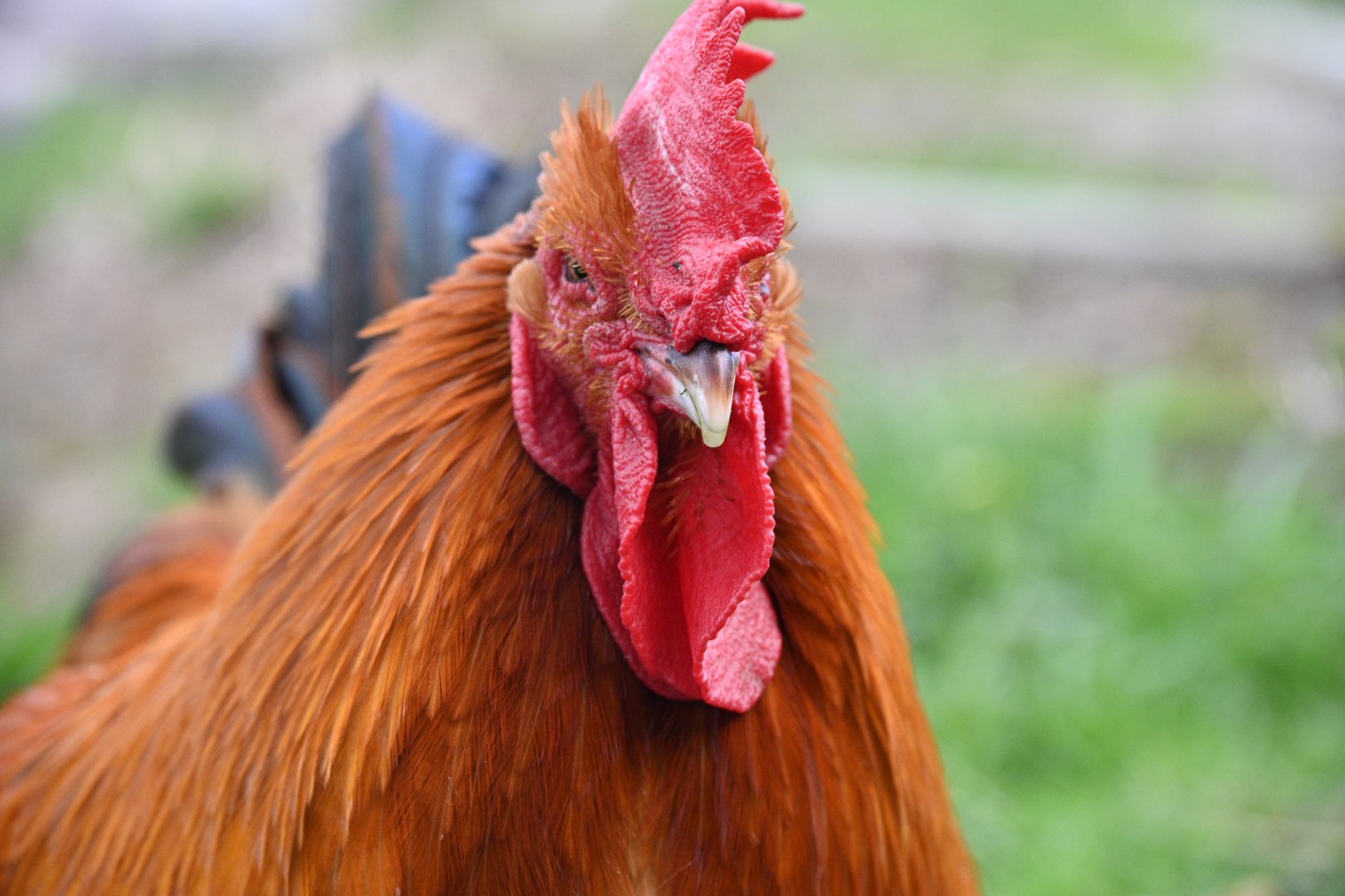 アンティーク大きな瞳やニッコリと笑う笑顔、前掛けや小槌が素敵な超特大の招き猫 アンティーク大きな瞳やニッコリと笑う笑顔、前掛けや小槌が素敵な超特大