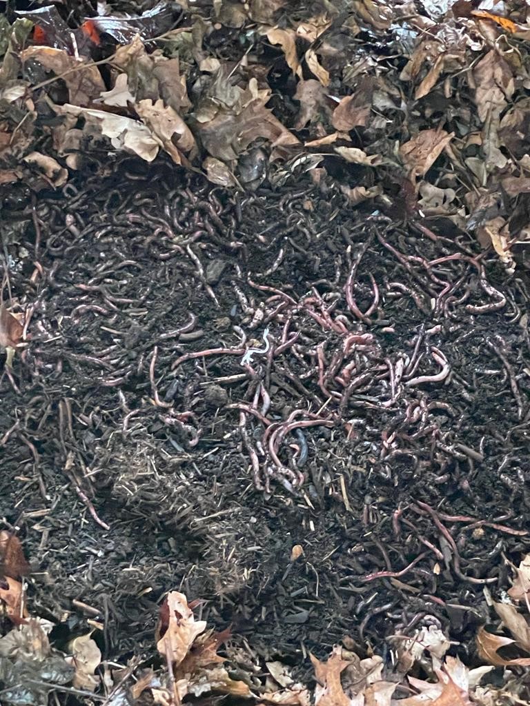 Yuverta is twee wormenhotels rijker! Een wormenhotel is een eenvoudige manier om GFT-afval om te zetten in compost. Tanja Dekker van Soil Food Web gaf gisteren een workshop over de werking en functie van wormenhotels. #wormenhotel #compost #bodemvoedselweb #soilfoodweb #soil