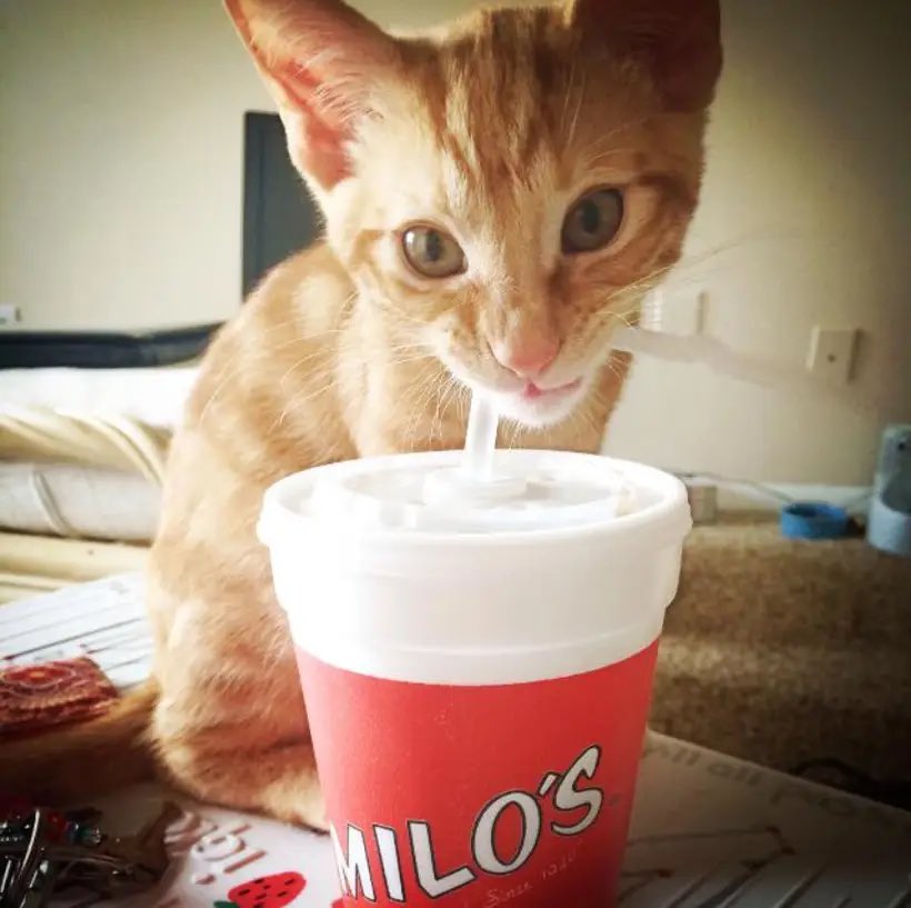merelovesfrogs's tweet photo. hey @milosburgershop it’s my best friend’s 9th birthday! 🥹💖 milo loves milo’s! https://t.co/4MojNtZxKN