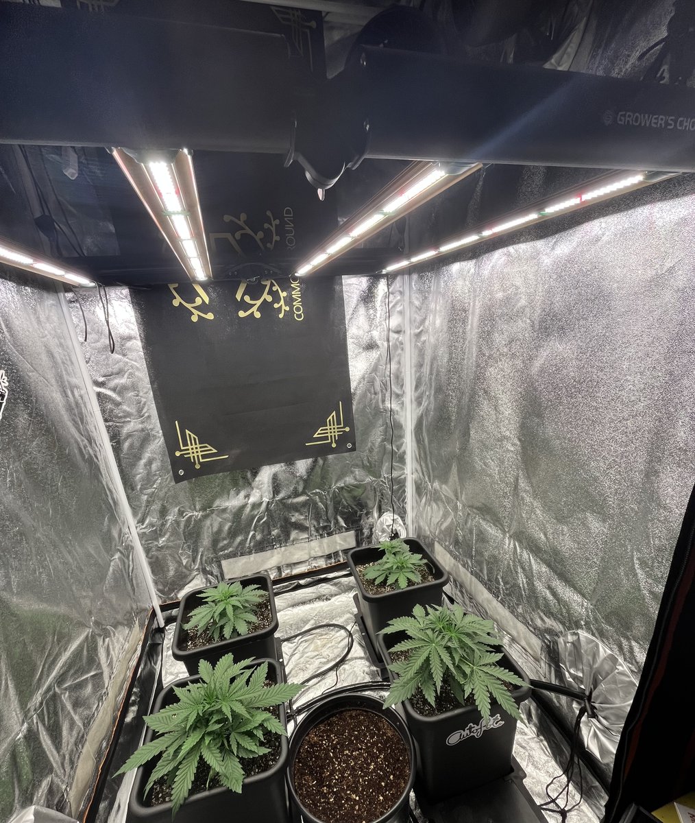 Day 17 Morning shot.

The speed run seeds in the front are going ham, Wali's gigastompers in the back are starting to catch up. 

Lights: 
<a href="/GrowersChoice_/">Growers Choice Horticultural Lighting</a> #ROIE420

Medium: 
<a href="/coastofmaineorg/">Coast of Maine</a> + 10% perlite added.
pots: 3.9 <a href="/autopotusa/">AutoPotUSA</a>
 
(pushnautopots) = 10% off

<a href="/walipini/">Walipini Seeds</a>