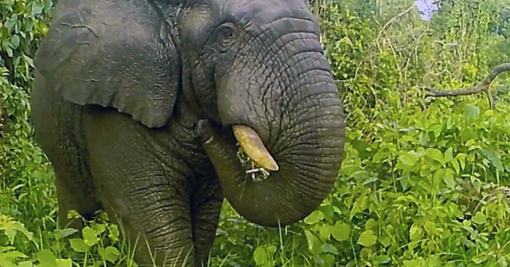 ioelephants's tweet photo. A Sting Operation to Save Elephants, without the Sting.ππ by @RachelNuwer
Bees and #BuzzBoxes might not solve the problem of shrinking wild space in Africa, but are tools in βa whole human-elephant coexistence toolbox.β
https://t.co/c2p0xJH3N1 #HumanWildlifeConflict https://t.co/mhJdEfil7v