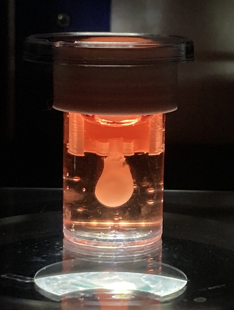 tilmanuli's tweet photo. Come see me at my poster (#466) at #TermisEU2023 . I'd love to show you our progress on bioprinting cardiac tissue 🫀🖨️. https://t.co/a85fhIOJ1Q