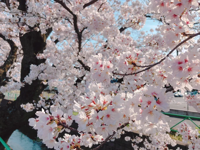 絶対花見に行くと決めてたので行ってきた 