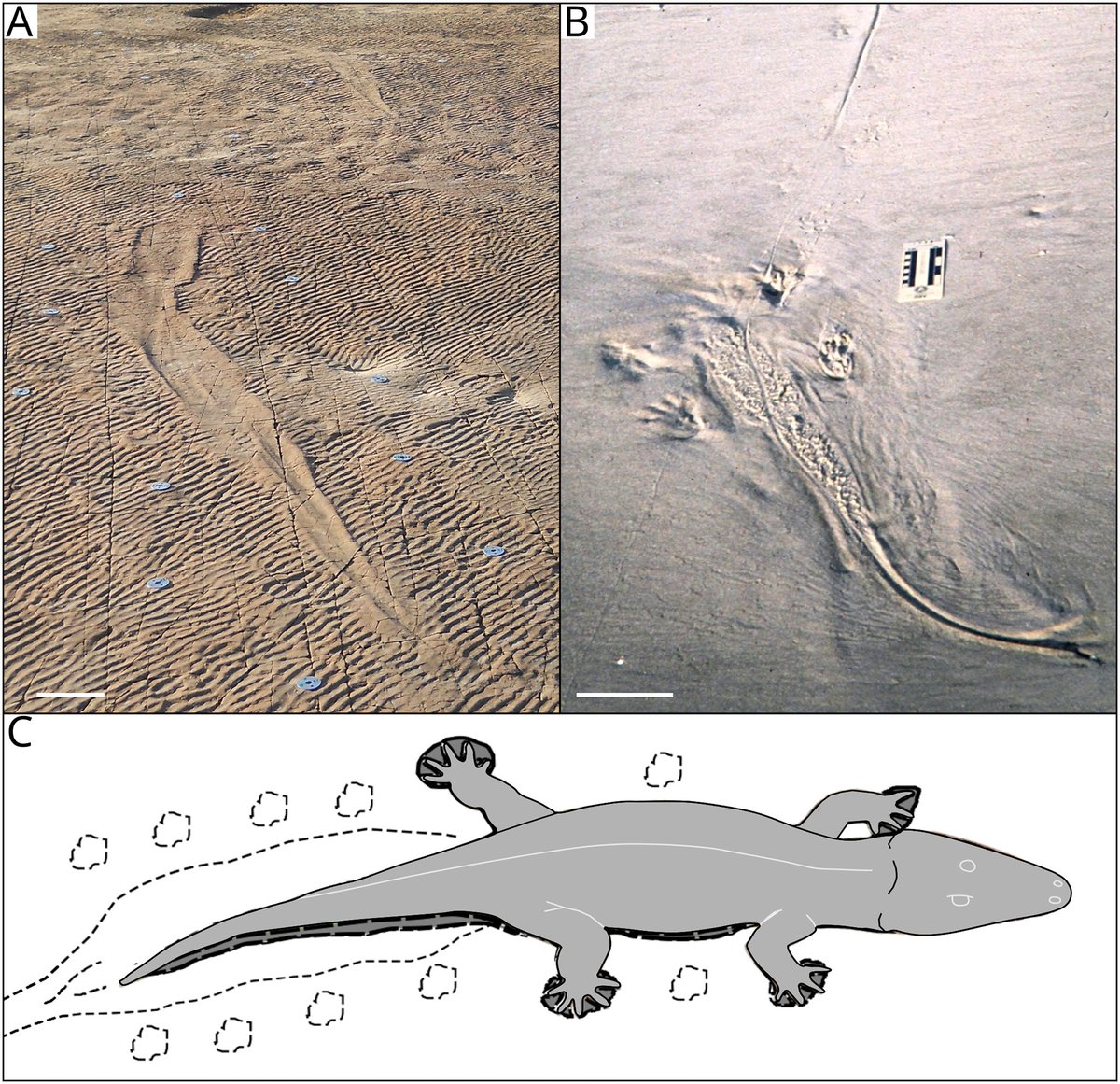 PalPSSA's tweet photo. Incredible! A 1.9 metre long amphibian left several body impressions as it circled its shallow pond more than 250 million years ago. One of these impressions is shown in photo A, compared with a modern crocodile body impression, photo B.
Full details:
https://t.co/jQ9dpw9h0Y https://t.co/oxtRH5Qfr8