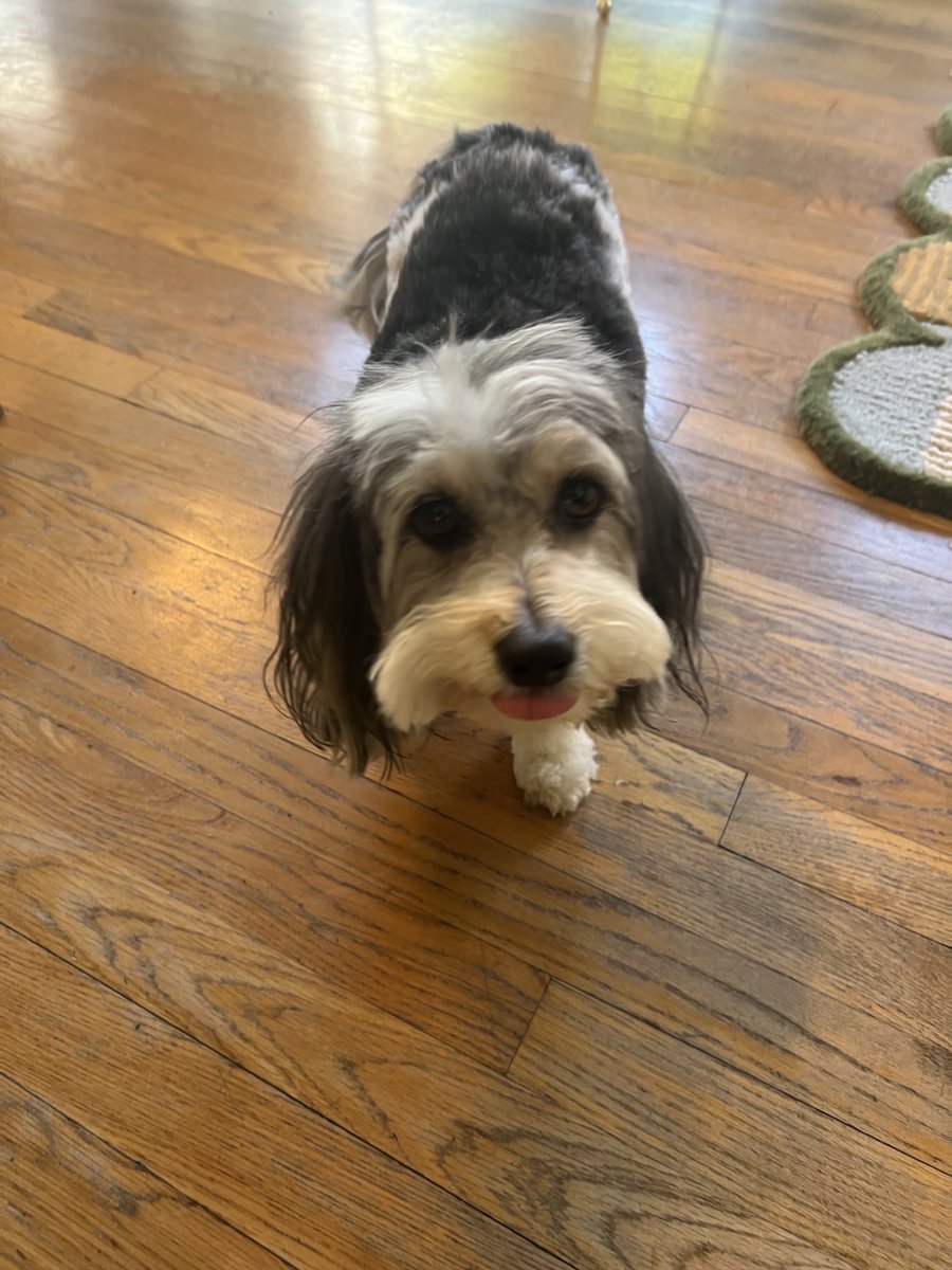 Clemmy got her Spring cut! ✂️