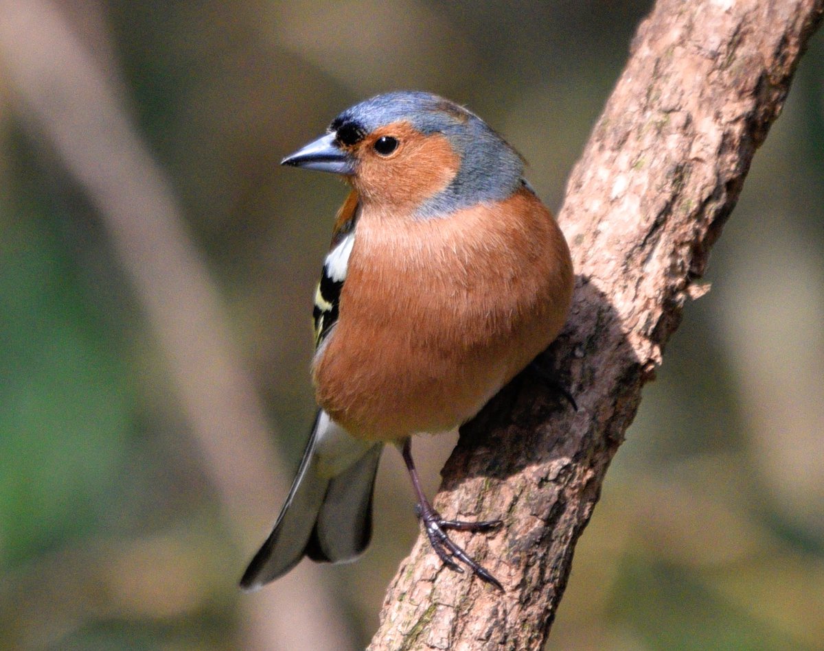 Simply a male chaffinch for today looking smartly polished in the spring sunshine. #birds #nature #photography