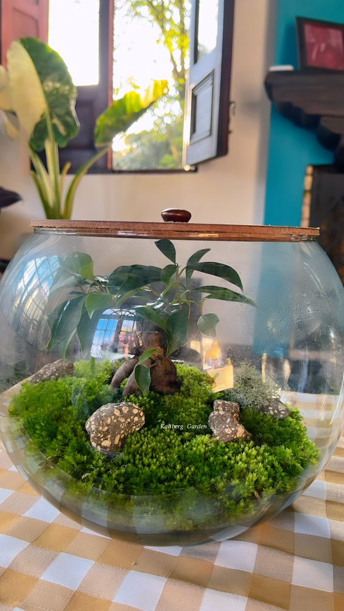 KaltbergG's tweet photo. Terrarios🪴 
#terrarios #terrarium 
#GardeningInspiration 
#GardeningTwitter https://t.co/16qLz3cNVN
