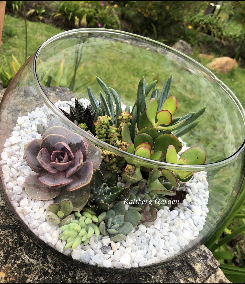 KaltbergG's tweet photo. Terrarios🪴 
#terrarios #terrarium 
#GardeningInspiration 
#GardeningTwitter https://t.co/16qLz3cNVN