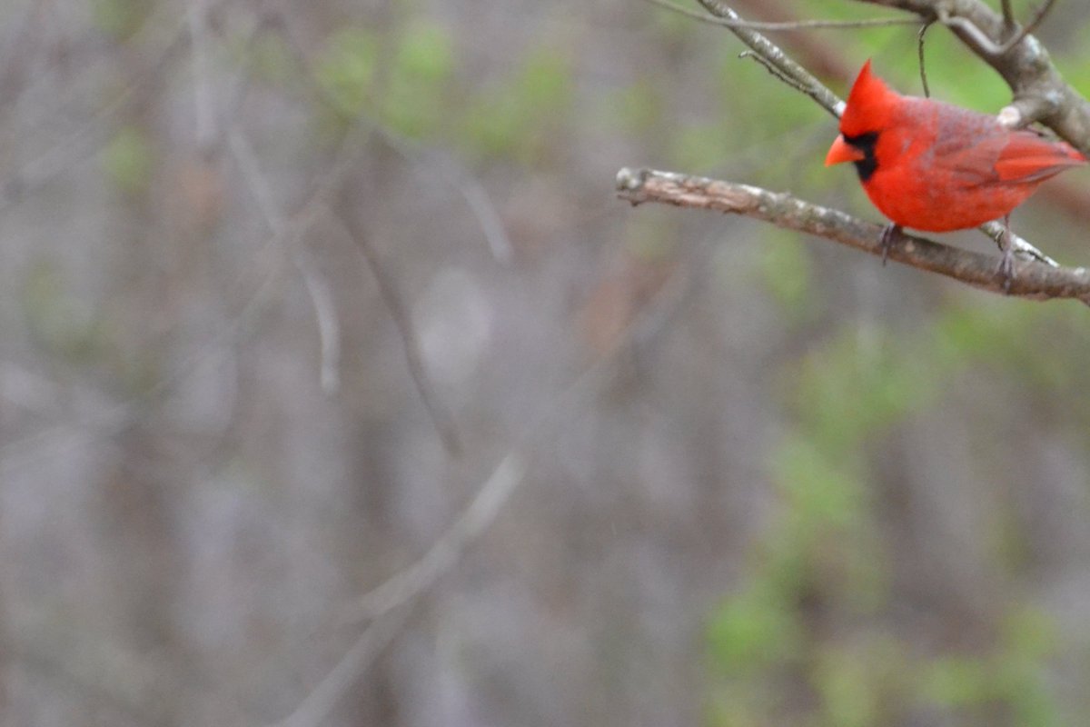 bigmacthefatcat's tweet photo. #birds https://t.co/oMKetOUMdT