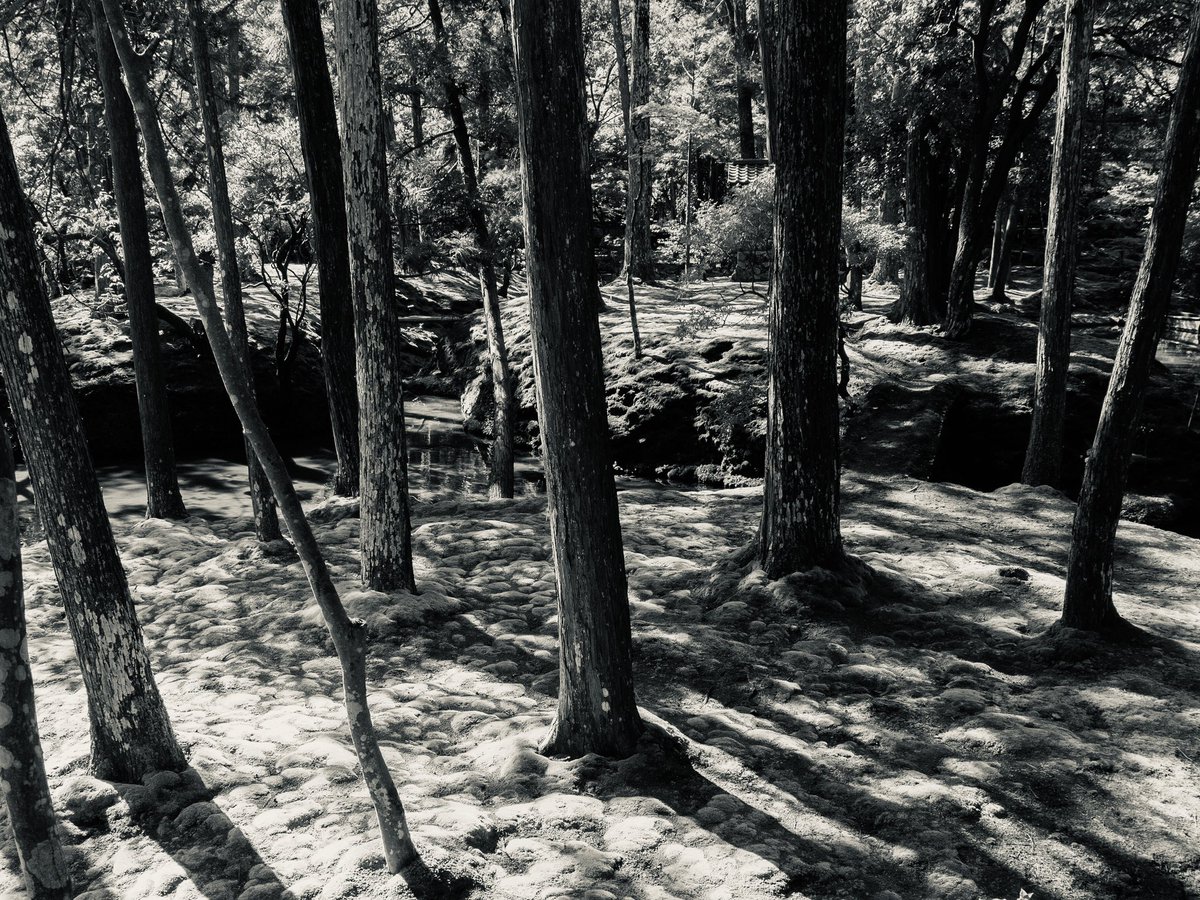 TonyCava's tweet photo. #Somethingbeautiful Japan Archive- Trees on moss in black and white. Saihoji Moss Temple (Kokedera), Kyoto. October 2019. #Japan #Kyoto #Kokedera #WorldHeritageSite #Trees #Mosstodon #ThePhotoHour #BlackAndWhitePhotography https://t.co/4YYpHUmv7J