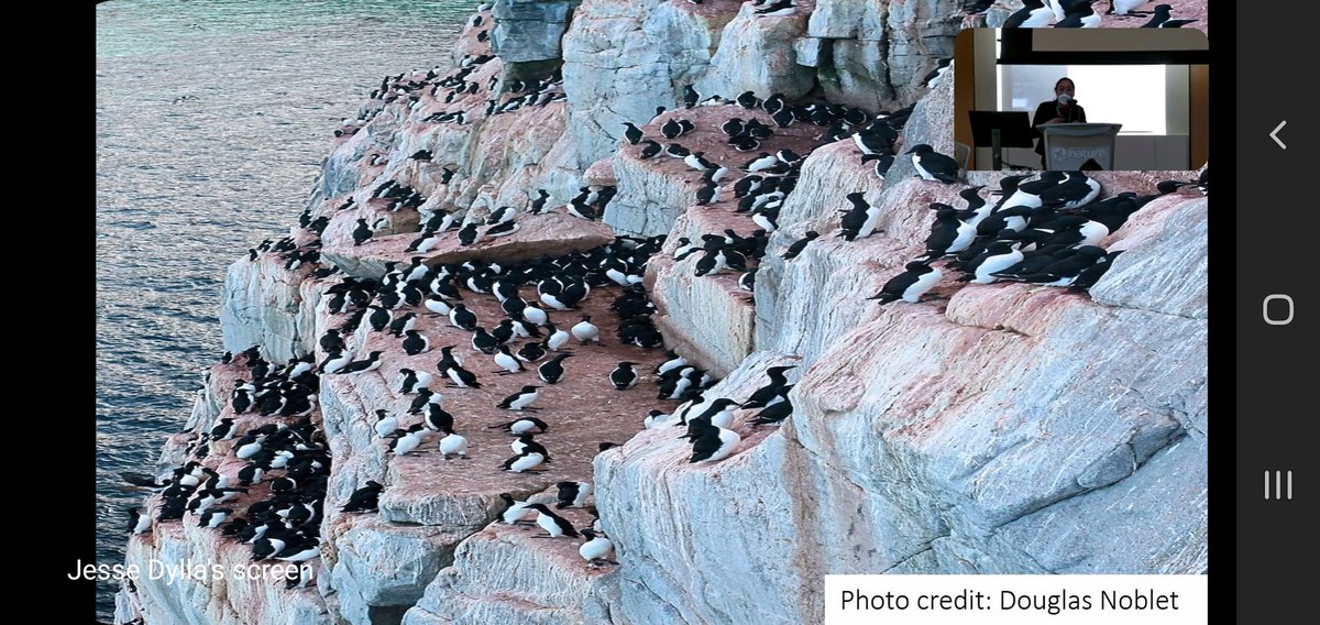 bm_hamilton's tweet photo. AWESOME keynote by @Emily_S_Choy on seabirds - specifically #murres - as sentinels for environmental change in the Arctic. Thrilled to be tuning in to @MuseumofNature symposium on #Arctic #biodiversity π¦ π§ π»ββ https://t.co/CDSPyJC9Xl