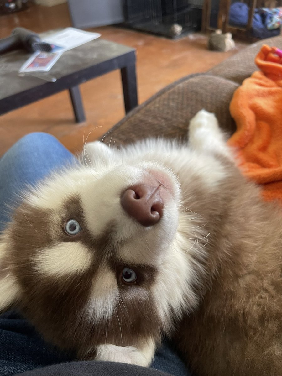 FixedAbyss's tweet image. Having a new puppy is like raising a kid. I can never get anything done.