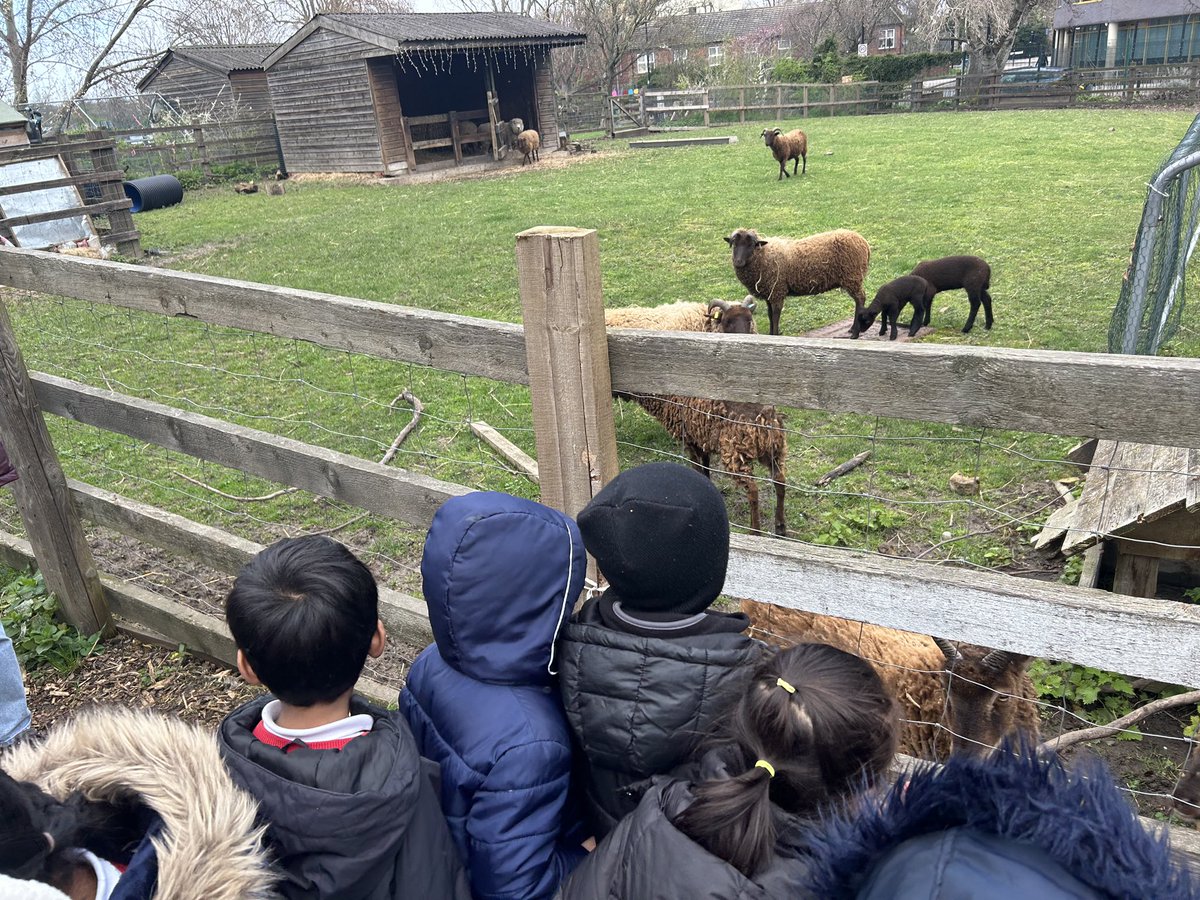 #klee class loved their visit to @StepneyCityFarm ! 🐖🐓🐏#reception