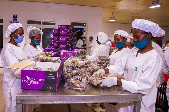 FreshRwanda's tweet photo. #GardenFresh exports high quality #passionfruits  which are grown using sustainable farming practices. They are properly packaged and prepared for export. https://t.co/MhiePYf80k