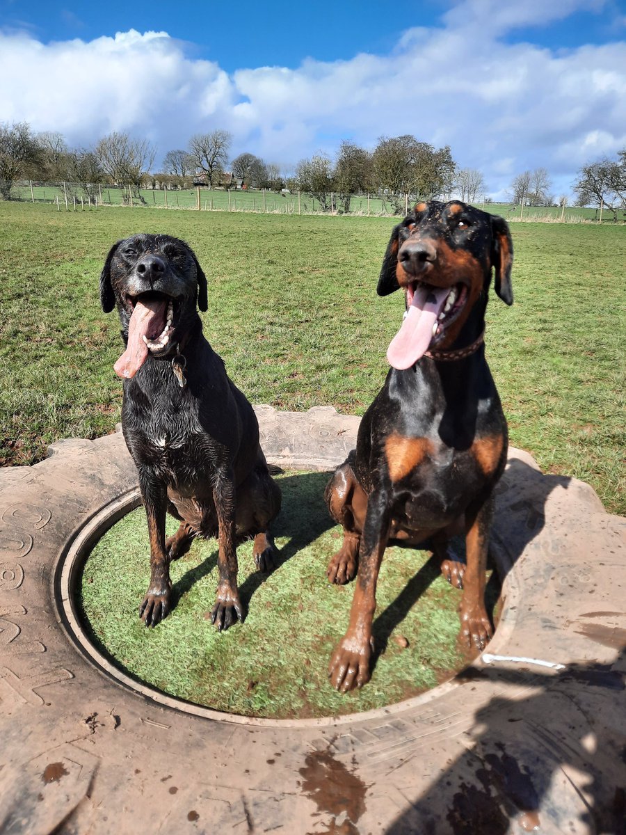 NotBadForHerAge's tweet photo. And in the competition for the muddiest dog award, we have joint winners....Fred and Damson π€£π€£π #Frdd #Damson #muddydogs #happydogs #dogsoftwitter https://t.co/BbQ0RcyXcF