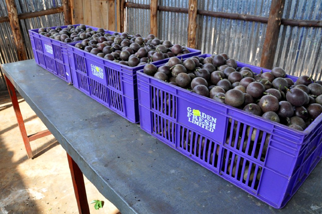 FreshRwanda's tweet photo. #GardenFresh exports high quality #passionfruits  which are grown using sustainable farming practices. They are properly packaged and prepared for export. https://t.co/MhiePYf80k