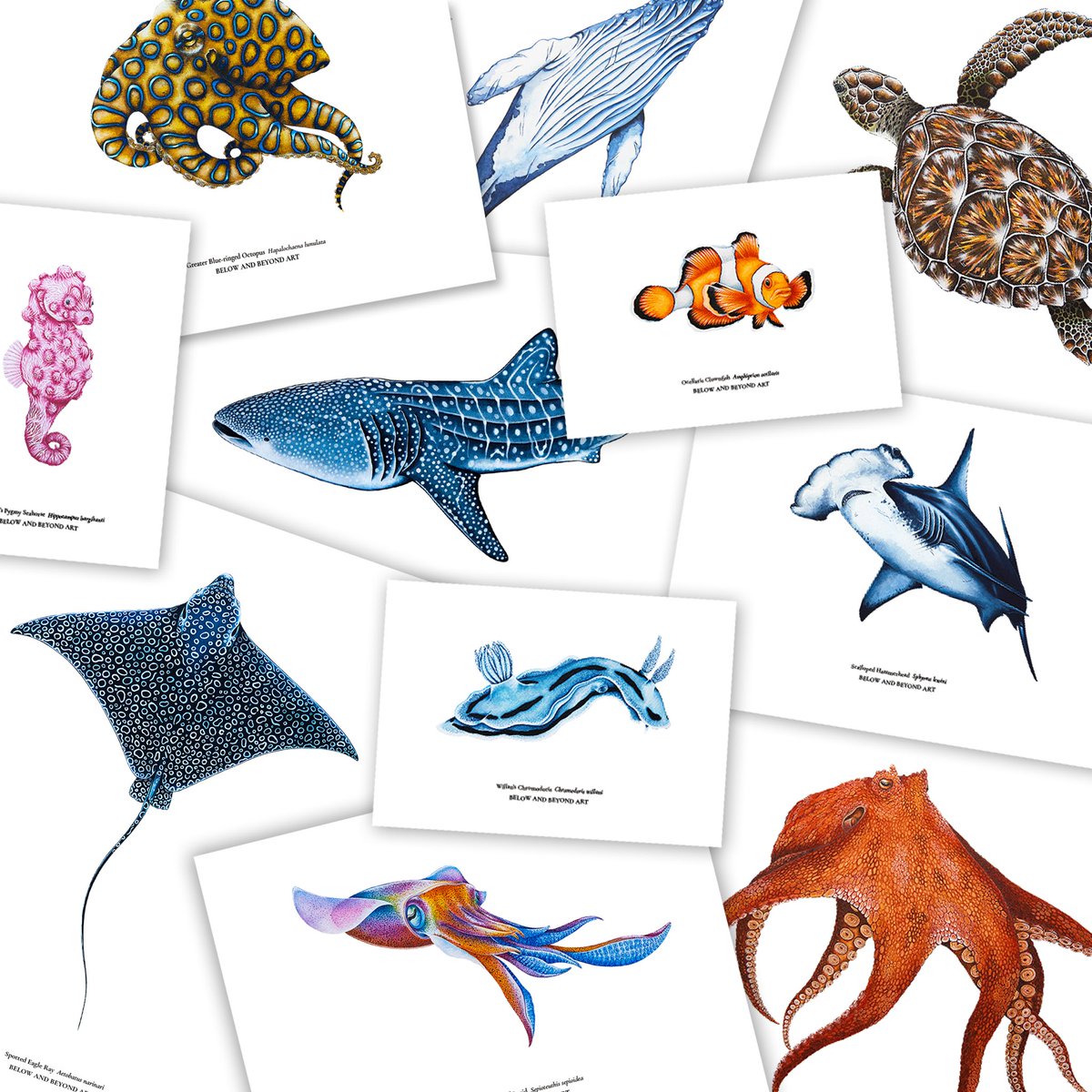 janavi_kramer's tweet photo. To all my #ocean loving followers - my latest shop update has just landed!

Check out my online store to see my latest limited edition prints, products and apparel 💙

https://t.co/YigVSDpCk2 

#oceanart #artist #scientificillustration #marinescience #art #illustrator #nature https://t.co/7SOfzEjM29
