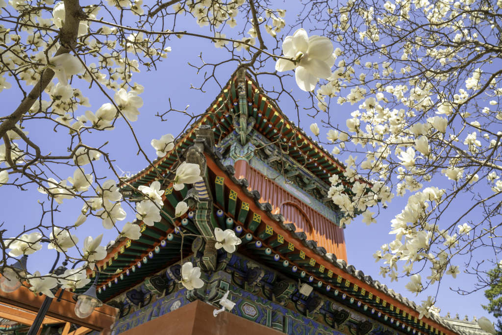 PDChinaLife's tweet photo. Spring blossoms brighten the landmark architectures in Beijing, China's capital city. https://t.co/wwuzGZT6jP