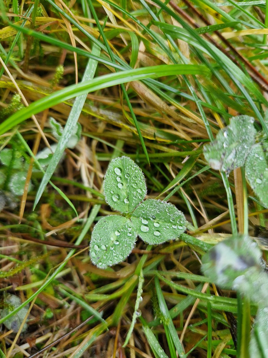 Teeny tiny droplets ☘️ #NorfolkCountryside #walksinnature #nature #photography #UKscenery #photosofbritain