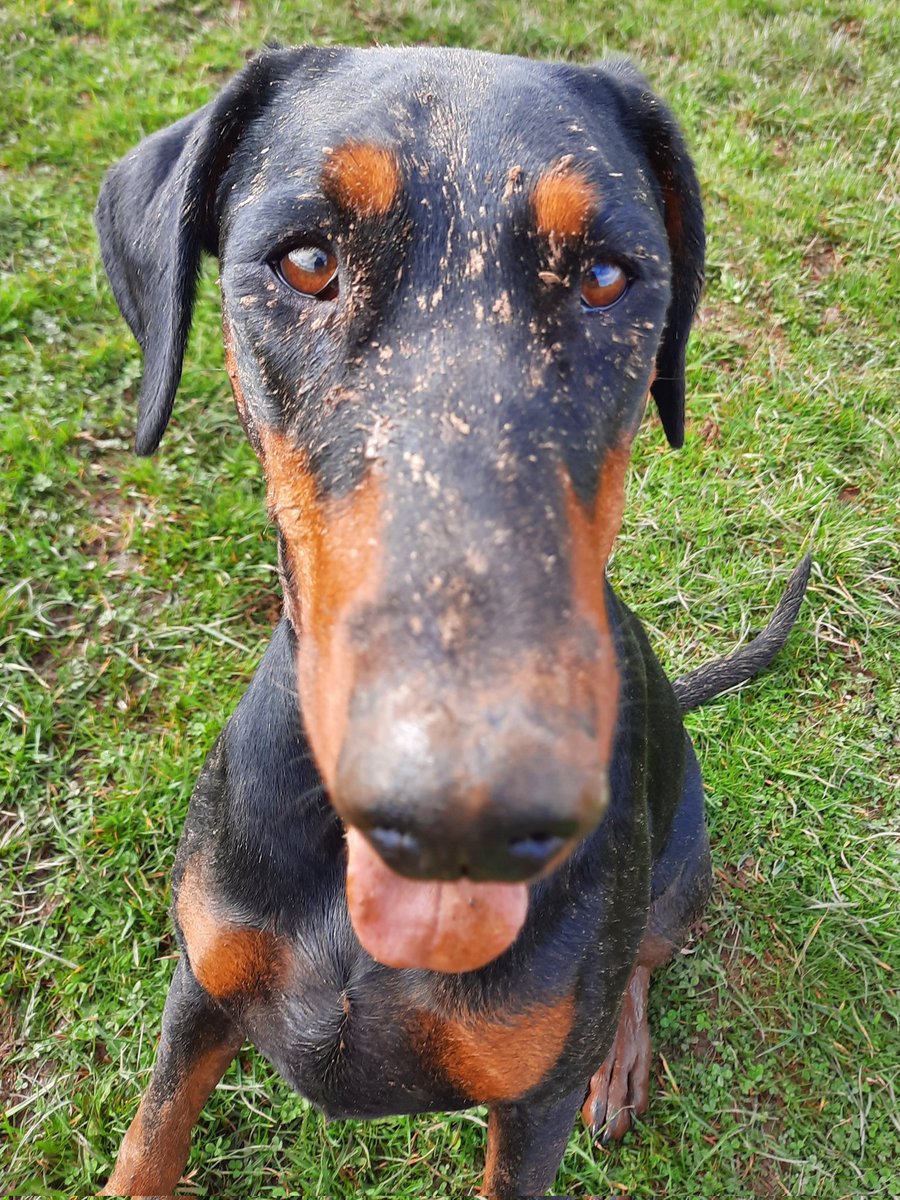 NotBadForHerAge's tweet photo. And in the competition for the muddiest dog award, we have joint winners....Fred and Damson π€£π€£π #Frdd #Damson #muddydogs #happydogs #dogsoftwitter https://t.co/BbQ0RcyXcF