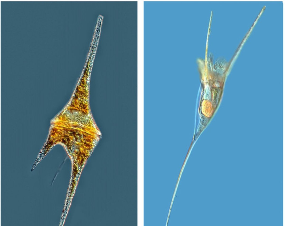 PhysRevFluids's tweet photo. Every day, billions of plankton migrate against the ocean flow. Here, Bearon et al. show how their elongated bodies help them fight against high shear, giving insights into their evolution and engineering solutions. See more here https://t.co/kbh83Emi1X
#FluidDynamics #BioFlows https://t.co/bObZCefn9v