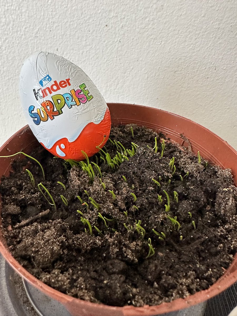 Laitoin ruohosipulit kasvamaan.
#surprise