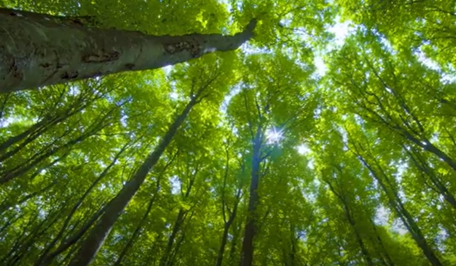📽️ [#minutebois] Une machine pour absorber le CO2 ? A quoi bon, puisque l’#arbre le fait naturellement ?! L’emploi du #bois permet ainsi de stocker le #CO2 dans tous les objets en bois qui nous entourent et le cycle est infini, tant qu’on replante ! lnkd.in/ecQt3dMT