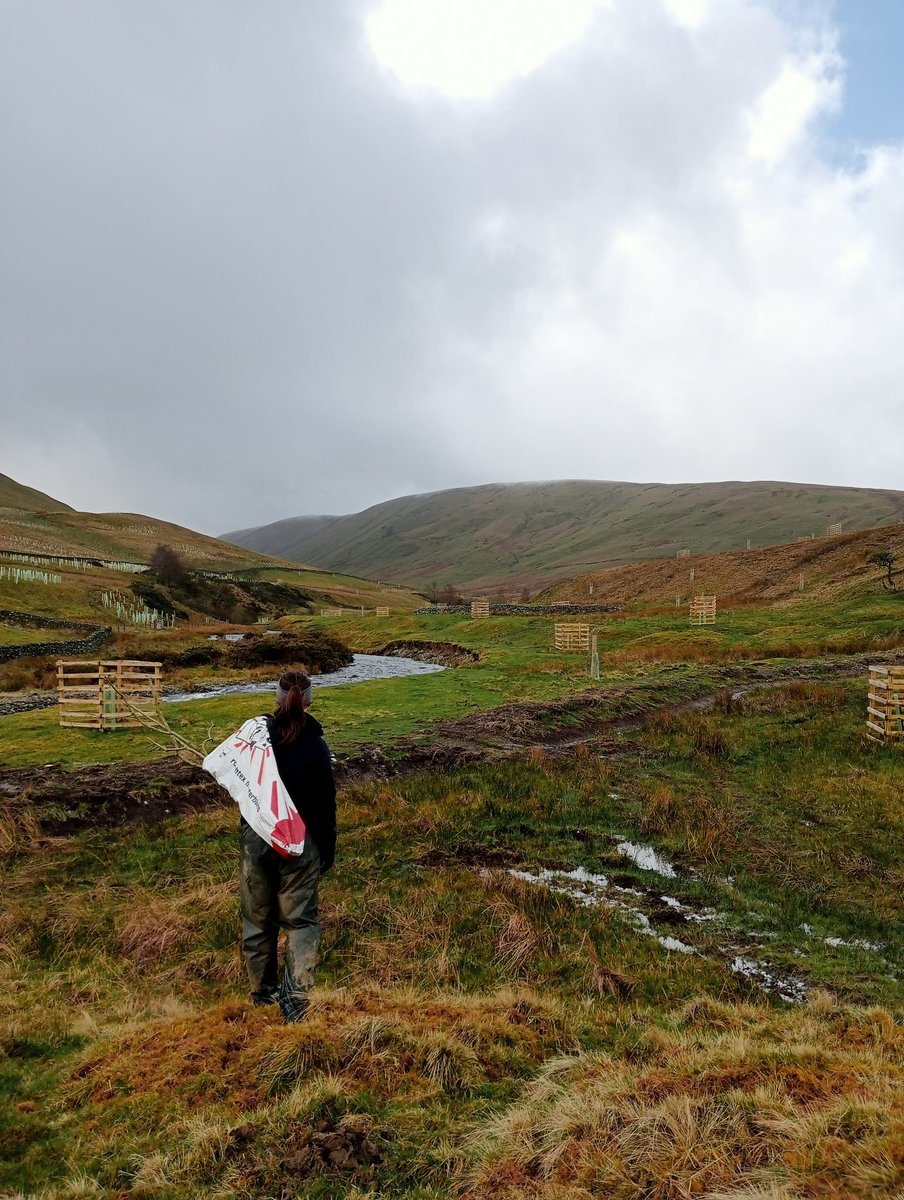 Planting willow cuttings in the Upper Lune today. We're hoping they take root and we can expand this trial next year to 1) increase shade 2) soak up excess water as part of natural flood management &amp; 3) filter out excess nutrients from muck spreading before they enter the river⛰️
