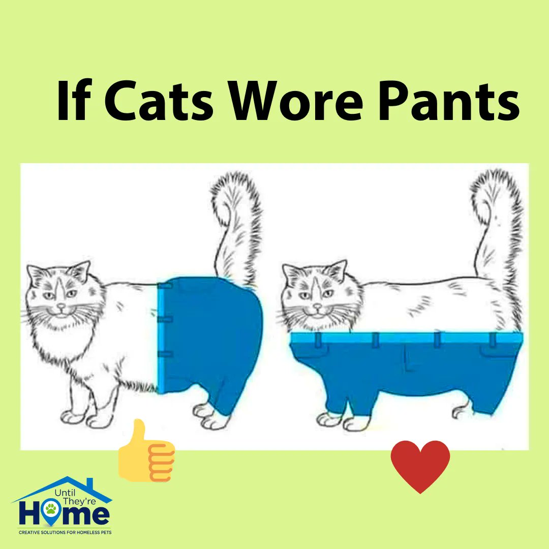 UntilHomeCo's tweet photo. The world's leading scientists can't even answer this question. Drop your emoji in the comments and let's settle this once and for all.
#IfCatsWorePants #CatsNPants #AnimalRescue #FtCollins #FortCollins #Colorado https://t.co/vV947JJgup