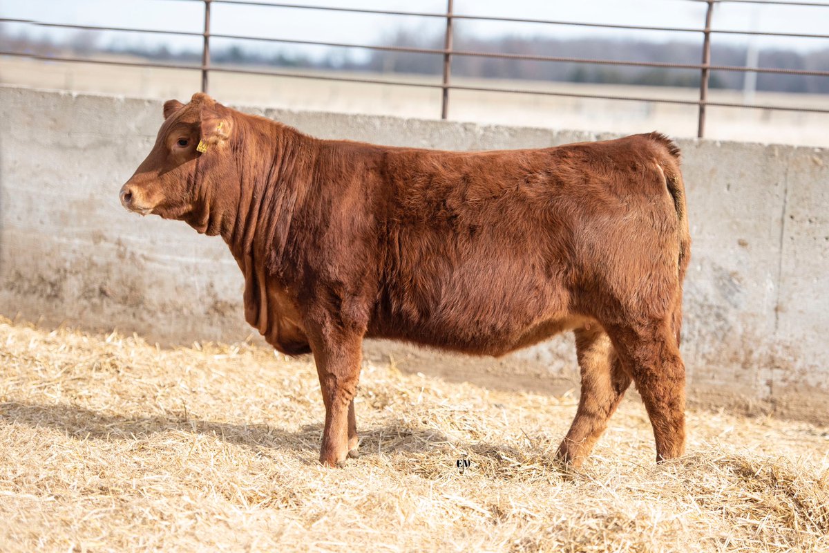 bzacres's tweet photo. Which one is your favourite?  They sell Monday, April 10th 2023. @CDNLimousin @LimousinOntario #LimousinBreedsSuccess #lbs https://t.co/0GSbeELofq