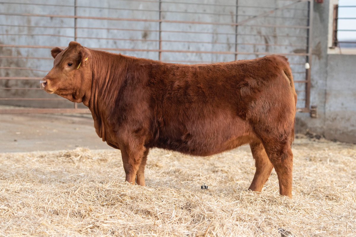 bzacres's tweet photo. Which one is your favourite?  They sell Monday, April 10th 2023. @CDNLimousin @LimousinOntario #LimousinBreedsSuccess #lbs https://t.co/0GSbeELofq