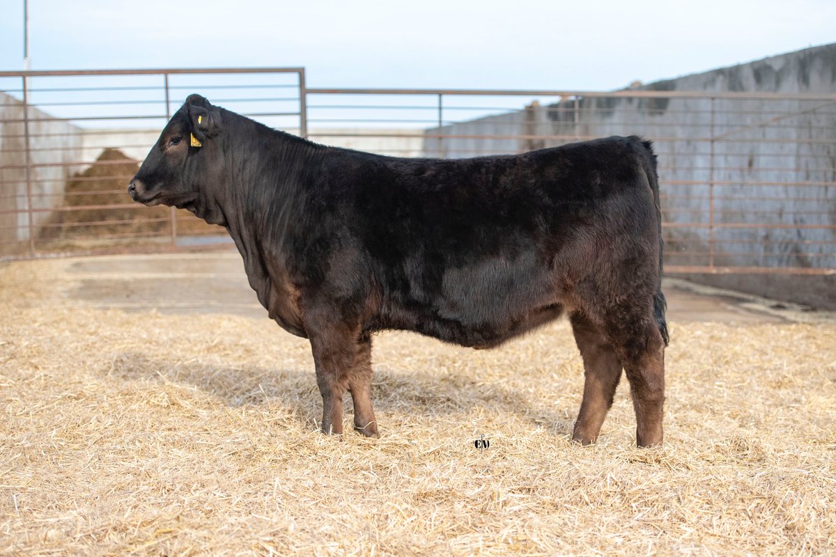 bzacres's tweet photo. Which one is your favourite?  They sell Monday, April 10th 2023. @CDNLimousin @LimousinOntario #LimousinBreedsSuccess #lbs https://t.co/0GSbeELofq
