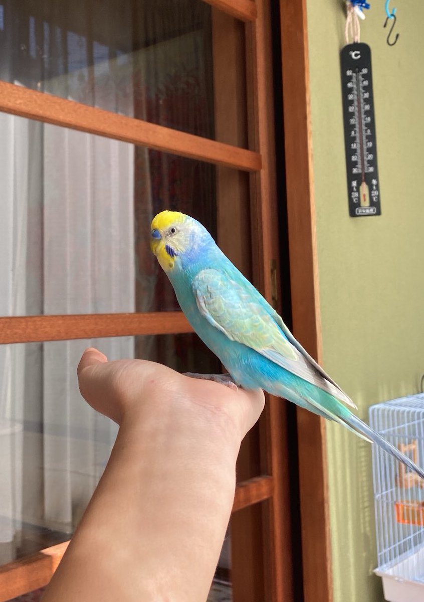 sora27787651909's tweet photo. 【拡散希望】
3月30日のお昼頃に、おばあちゃんの家のインコが脱走してしまいました。場所は、高梁市高倉町八長団地です。おばあちゃんの大事なインコです。名前はそらと言います。もし、目撃情報などありましたらDMお願いいたします。
#岡山　#高梁　#インコ捜索　#岡山迷子　#拡散希望 https://t.co/xkUfQwxOTm