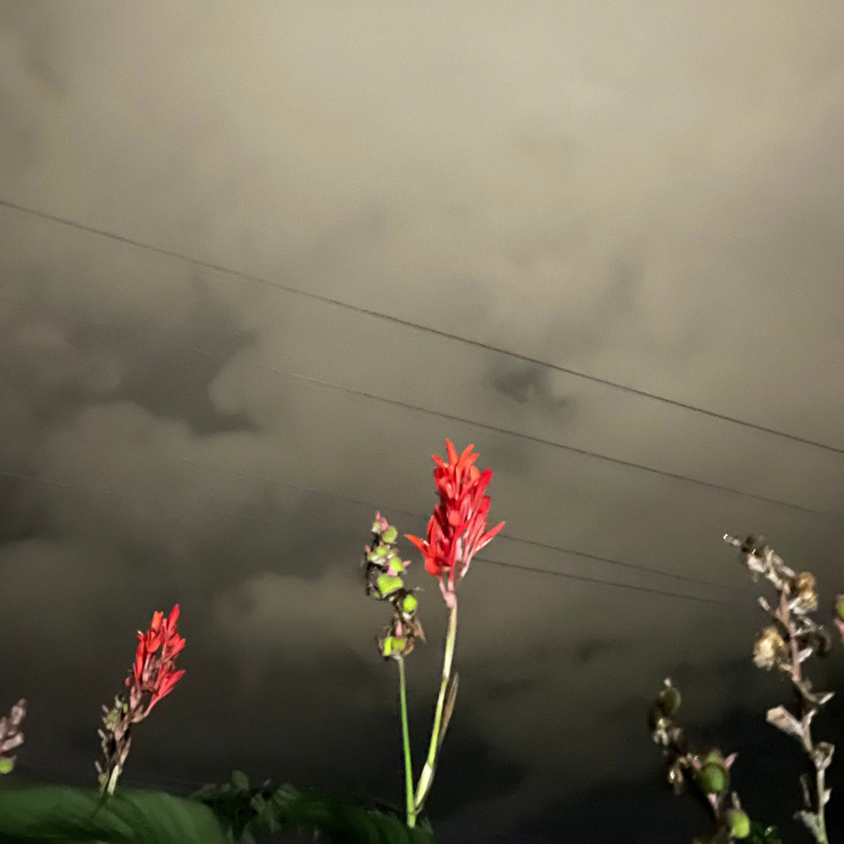 Shawn Reynaldo tweet media