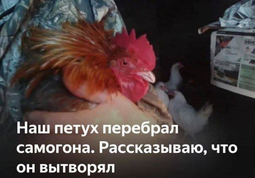 Андрей Вишневский tweet media