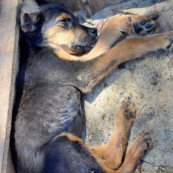 elcampito's tweet photo. Se acuerdan de Lionel? Estaba en la basura.
Descartado, mezclandose con desechos...
Pero Lio es un campeón y logro convertirse en un perrito mega feliz.
Hoy con lágrimas en los ojos escribimos LIONEL EN ADOPCIÓN!!🥳

Si queres adoptarlo escribinos a adoptantesdelcampito@gmail.com https://t.co/CZZwug27ft