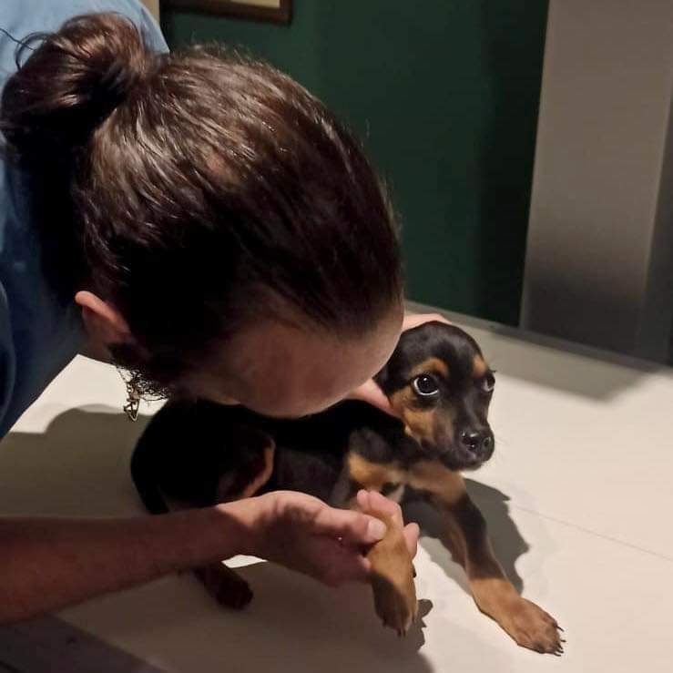 elcampito's tweet photo. Se acuerdan de Lionel? Estaba en la basura.
Descartado, mezclandose con desechos...
Pero Lio es un campeón y logro convertirse en un perrito mega feliz.
Hoy con lágrimas en los ojos escribimos LIONEL EN ADOPCIÓN!!🥳

Si queres adoptarlo escribinos a adoptantesdelcampito@gmail.com https://t.co/CZZwug27ft