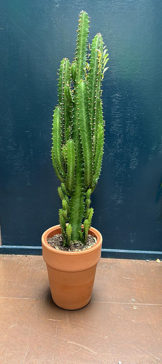 living_windows's tweet photo. We're currently selling a stunning Euphorbia in our gorgeous garden centre in @hackneycityfarm_official !

This is guaranteed to brighten up your garden and turn it into a tropical paradise!

If interested, please don't hesitate in coming down to see us!

#londongardener https://t.co/R5uIfPirBT