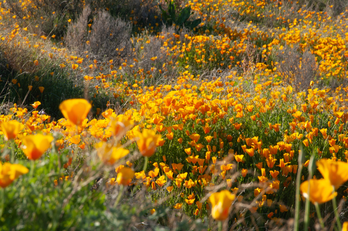 PNS_News's tweet photo. "The alluvial plants are preserved, the culture and historical components are preserved, the wildlife."
A ceremony will be held Friday to recognize #CastnerRange, now designated a national monument by President Joe Biden.
https://t.co/zJrKK5RAdE https://t.co/Wls2DEGsE5