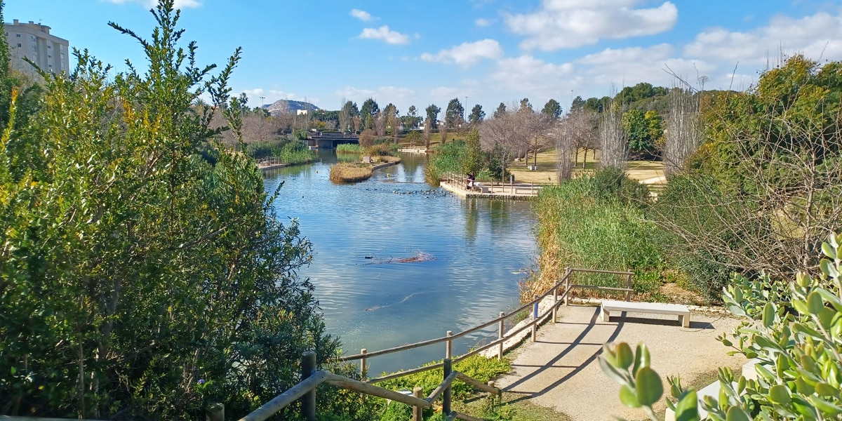 El Parque de La Marjal 📍 es el pulmón verde de #Alicante y realiza dos funciones esenciales:
1️⃣ Recoge el agua pluvial y evita inundaciones
2️⃣ Protege la biodiversidad y es el hogar de muchas especies

ow.ly/9lwe50NrbLQ
