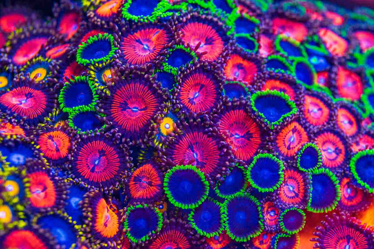 World Wide Corals tweet media