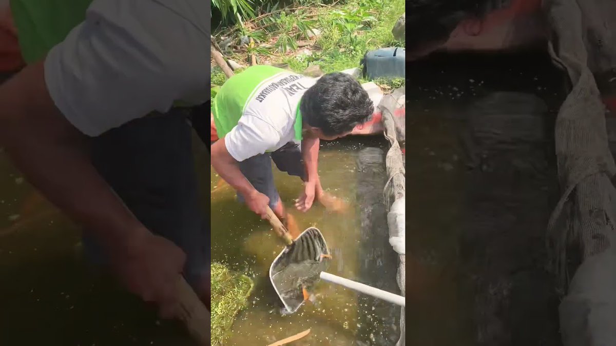 FlakeFood's tweet image. Aquariums: Beli ikan belida monster untuk di masukin mega tank #aquarium #megatank #blida ...

flakefood.com/399336/aquariu…