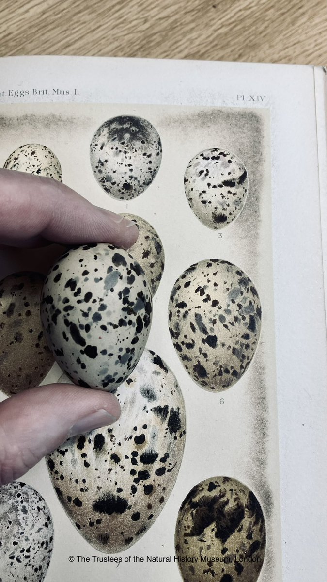 One of the earliest known eggs of White-fronted Tern from New Zealand. Collected by David Lyall aboard HMS Acheron c. 1848-1851. Figured in The Catalogue of Birds Eggs in the British Museum Vol. 1 plate 14. I will never tire of looking at illustrations of eggs! #ThursdayThoughts