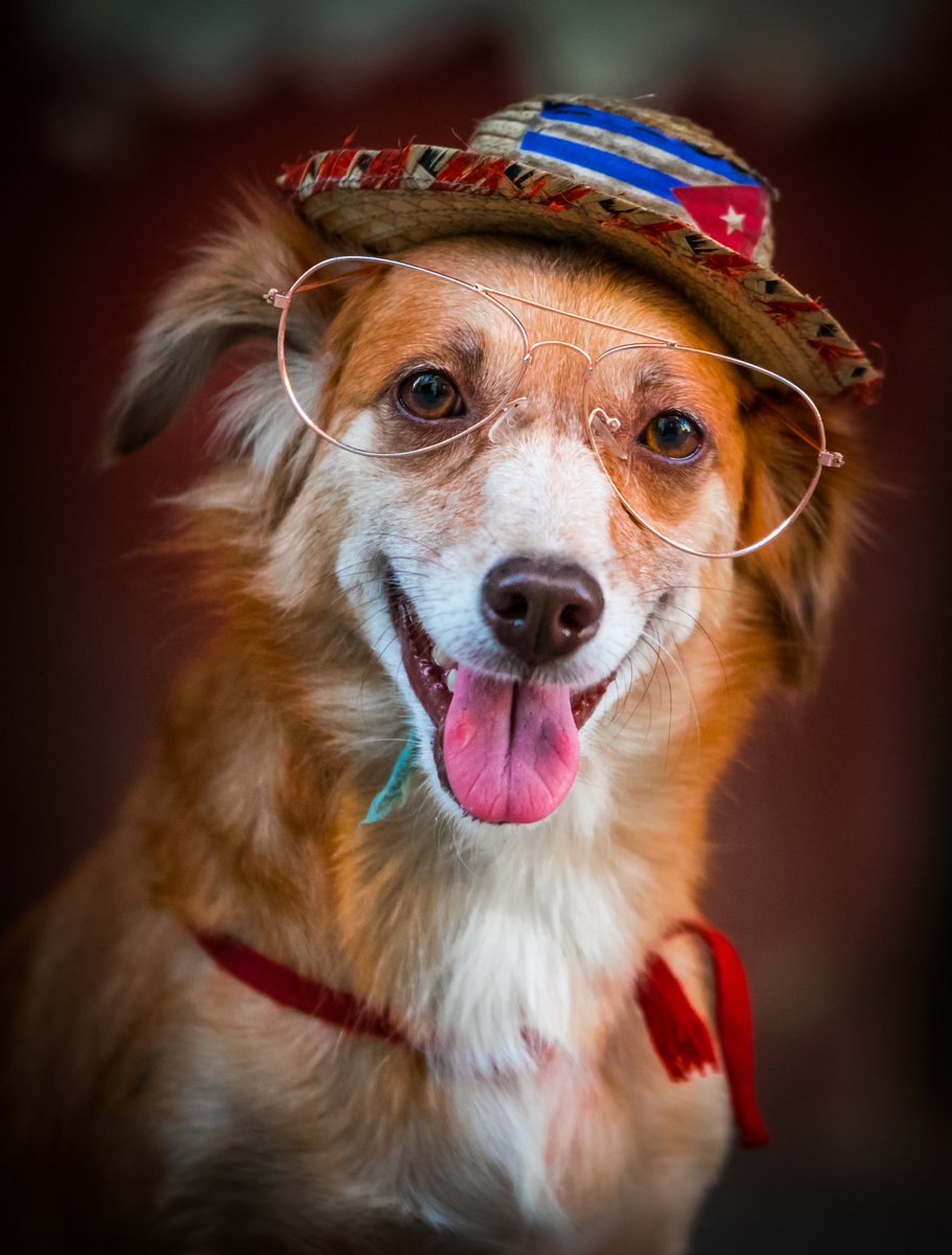 100animal100's tweet photo. Bonjour mes chers amis ( es ) je vous souhaite une très bonne journée à toutes et à tous 
#dog #chien #dogs #animaux #animal https://t.co/Frn3Qm03gm